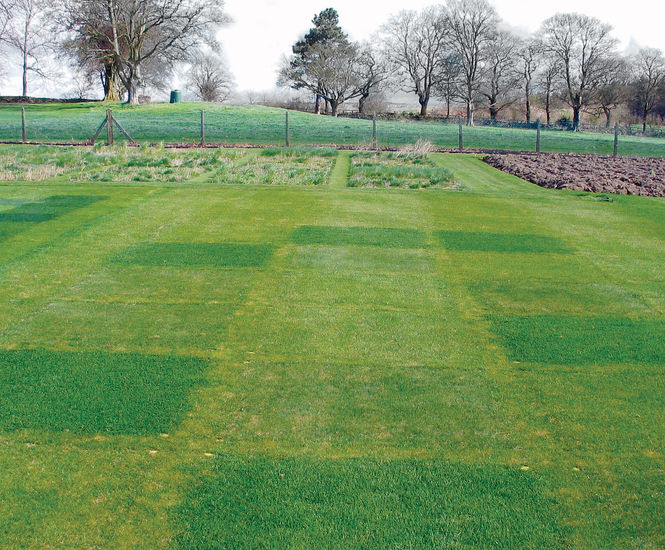 Microclover® nitrogenfixer for sustainable turf management DLF Seeds