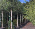 Screening trees