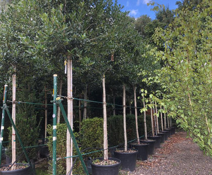 Screening trees