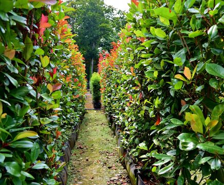 Photinia Instant Hedge