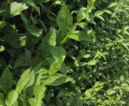 Privet Instant Hedge