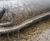 Biobrane W70 Dewatering Bag - wool and biopolymer silt and sediment filter 0