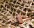 CoirMesh™ - coir coconut erosion control mesh blankets 4