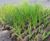 CoirLog biodegradable riverbank erosion control 2