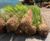 CoirLog biodegradable riverbank erosion control 5