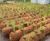 CoirLog biodegradable riverbank erosion control 6