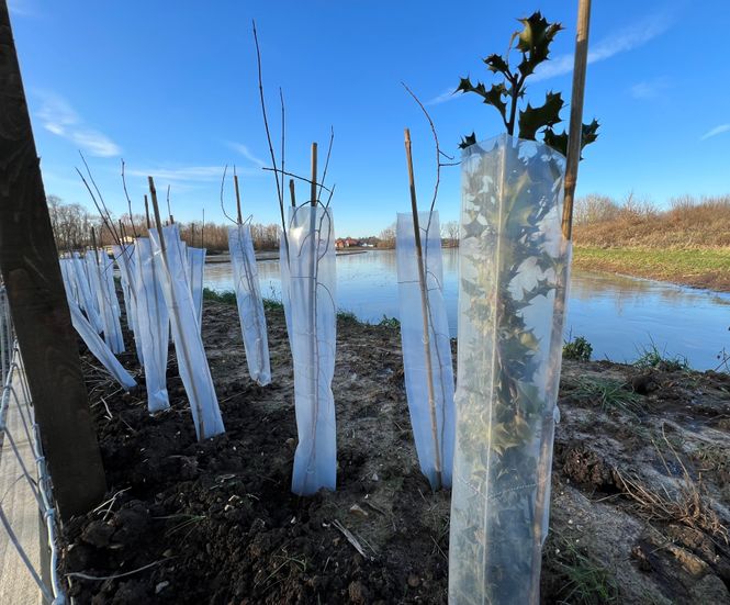 Eco-Haven™ Original - biodegradable tree and shrub guard