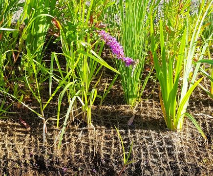 CoirPallet erosion control substrates