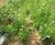 CoirPallet erosion control substrates 1