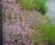 CoirPallet erosion control substrates 3