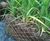 CoirPallet erosion control substrates 5