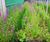 CoirLog biodegradable riverbank erosion control 9