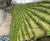 Rootlok - vegetated wall system for erosion control 0