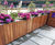 TREE planter 1