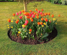EverEdge Garden Ring edging