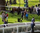 PVCu fencing for racecourse, stadium area and parade ring - Ascot