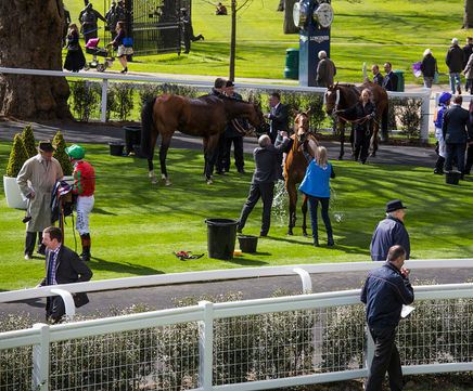 PVCu fencing for racecourse, stadium area and parade ring - Ascot