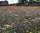 Colour Boost range of wildflower seed mixtures - on this page