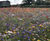 Colour Boost range of wildflower seed mixtures 0