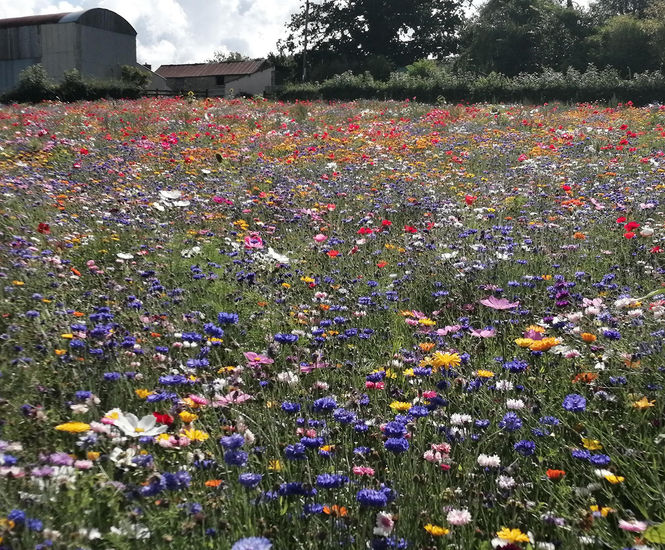 Colour Boost range of wildflower seed mixtures