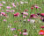 Colour Boost range of wildflower seed mixtures 4
