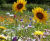 Colour Boost range of wildflower seed mixtures 7