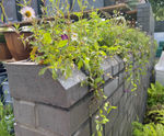 Wall planter bricks  for urban gardens
