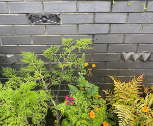 Vision clay bricks