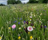 Pro Flora wildlflowers help boost biodiversity at golf club - on this page