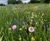 Pro Flora wildlflowers help boost biodiversity at golf club 0