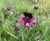 Pro Flora wildlflowers help boost biodiversity at golf club 1