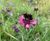 Pro Flora 13 Species-rich Lawn & Landscape wildflower mix 2
