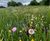 Pro Flora 13 Species-rich Lawn & Landscape wildflower mix 1