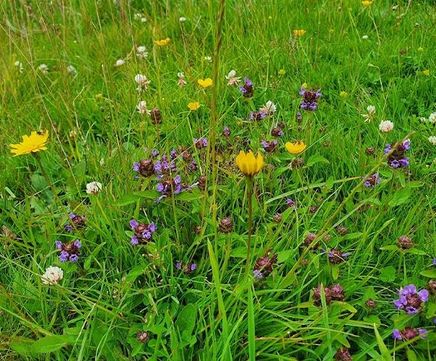 Pro Flora 13 Species-rich Lawn & Landscape wildflower mix