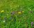 Pro Flora 13 Species-rich Lawn & Landscape wildflower mix 0