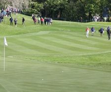 MM22 grass seed mixture for tees, fairways and driving ranges