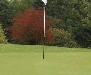 MM11 - grass seed mixture for golf and bowling greens