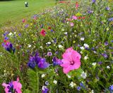 Colour Boost Chameleon wildflower mix - on this page