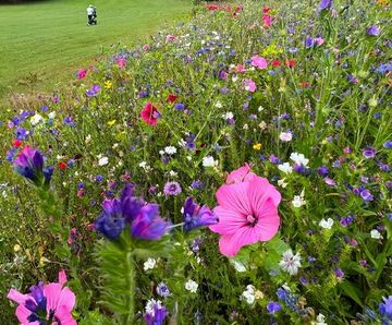 Colour Boost Chameleon wildflower mix