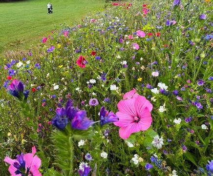 Colour Boost Chameleon wildflower mix