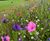 Colour Boost Chameleon wildflower mix 0