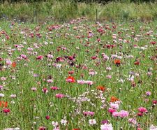 Colour Boost Blush wildflower mix