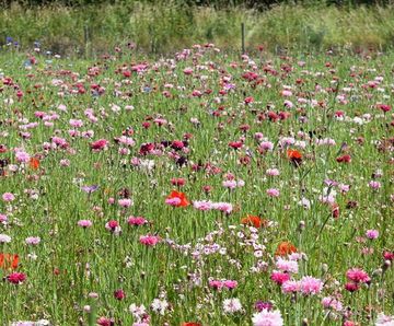 Colour Boost Blush wildflower mix