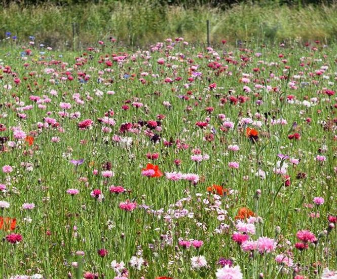 Colour Boost Blush wildflower mix