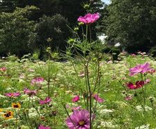 Colour Boost Skyscraper tall-growing wildflower mixture