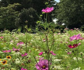 Colour Boost Skyscraper tall-growing wildflower mixture