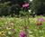 Colour Boost Skyscraper tall-growing wildflower mixture 0