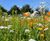 Colour Boost Biodiversity high-impact perennials mixture 1