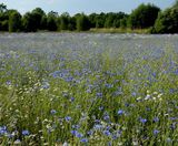 Colour Boost Classical wildflower mixture - on this page