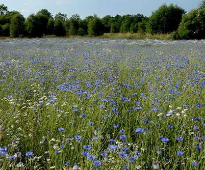 Colour Boost Classical wildflower mixture